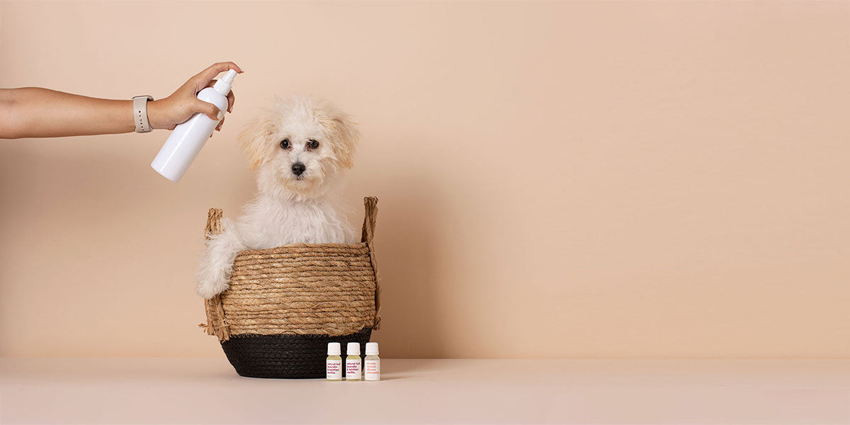 Pet Accessories - Pamper Your Pet