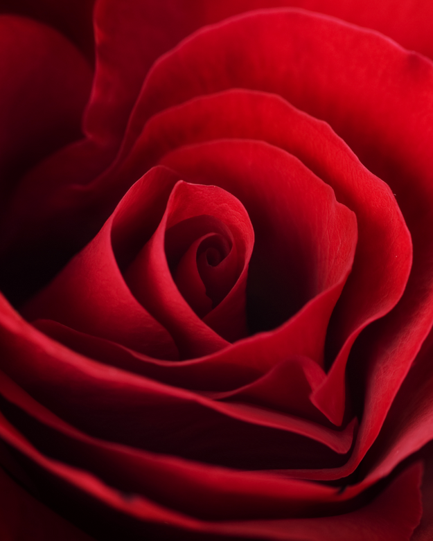essence of rose fragrance oil
