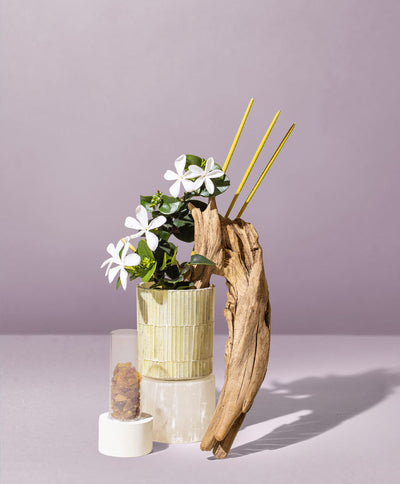 sandalwood incense & exotic amber™ fragrance oil - the stash