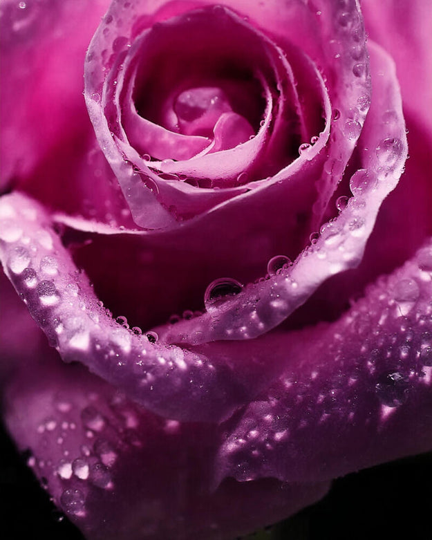 floral temptation & seductive bliss™ fragrance oil