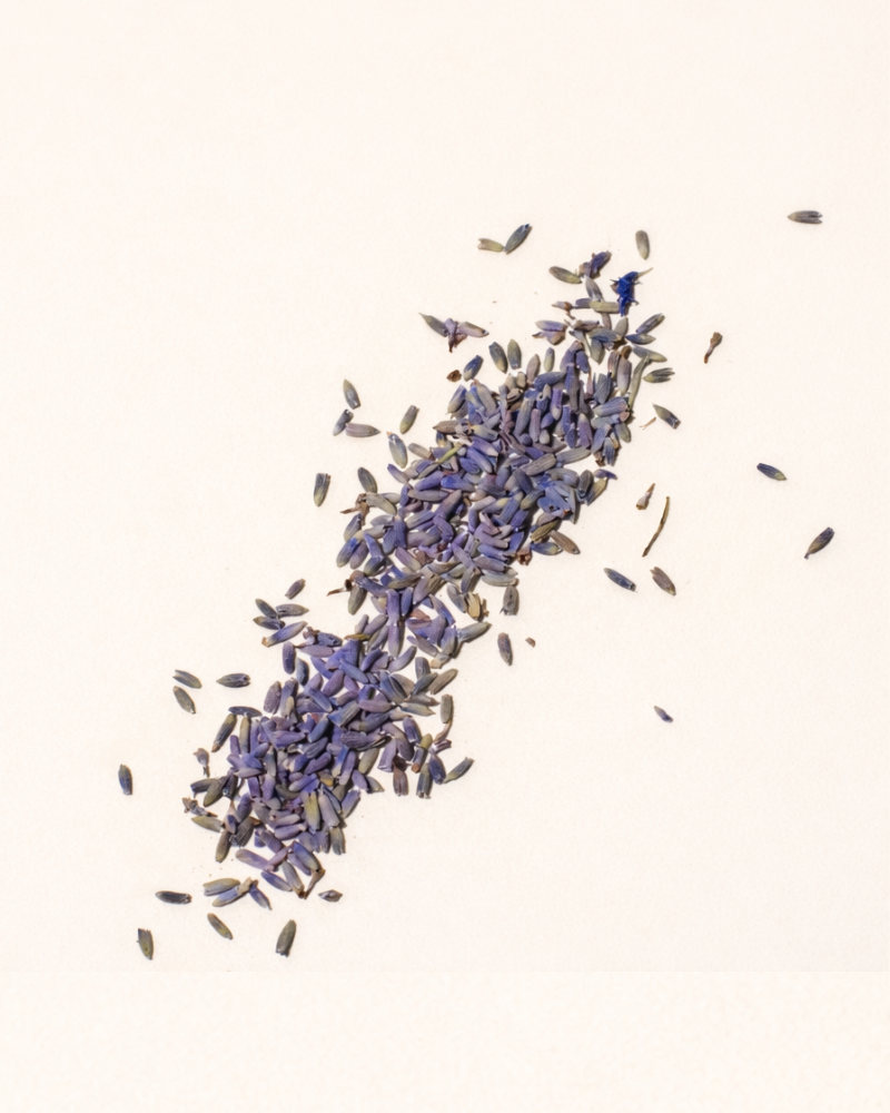dried lavender flower Lavender Buds, Dried Flowers