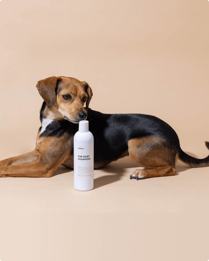 dog smelling pet care diy product