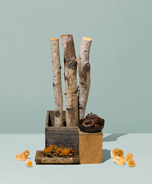 birch bark & ripe fig sapling - Makesy