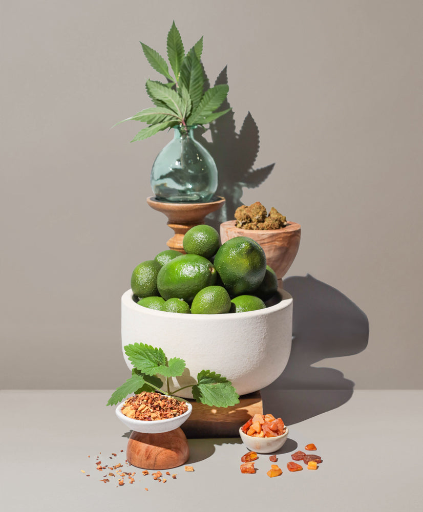 HASHISH BUD + BLACK TEA