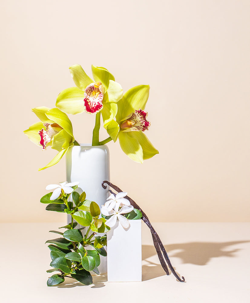 SHEER VANILLA + ORCHID