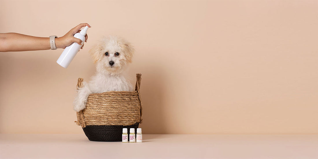 natural pet care products