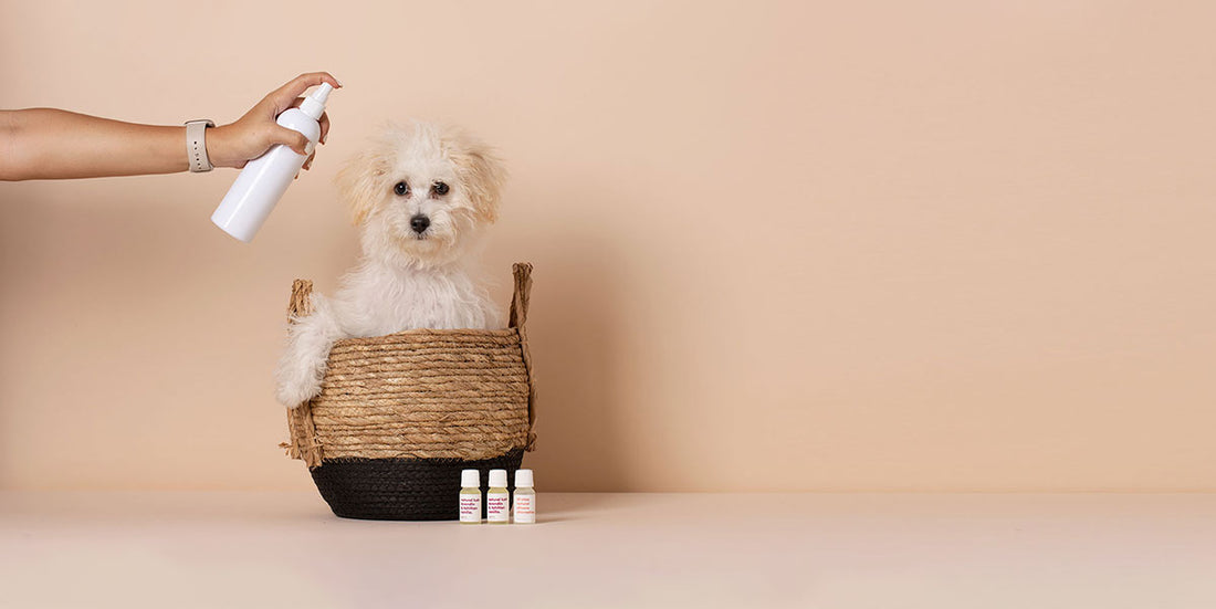 Why Start A Natural Pet Care Line & Where To Begin