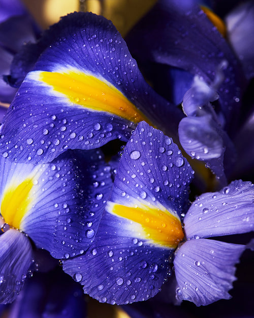 essence of iris fragrance oil