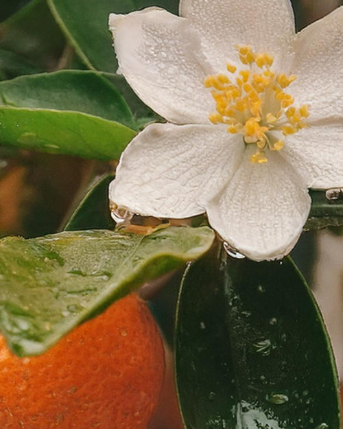 essence of orange flower fragrance oil