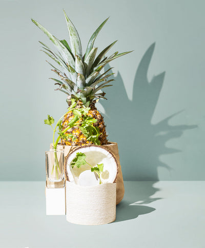 cilantro & dark coconut™ fragrance oil - the stash
