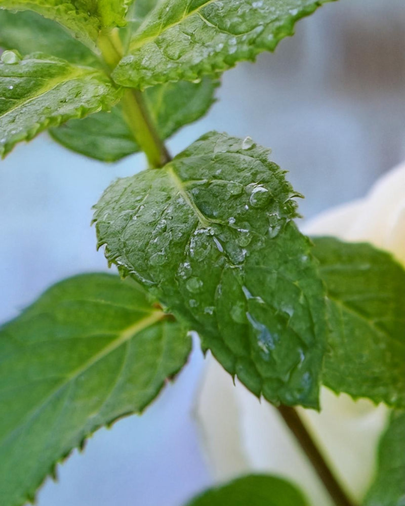 peppermint fragrance oil