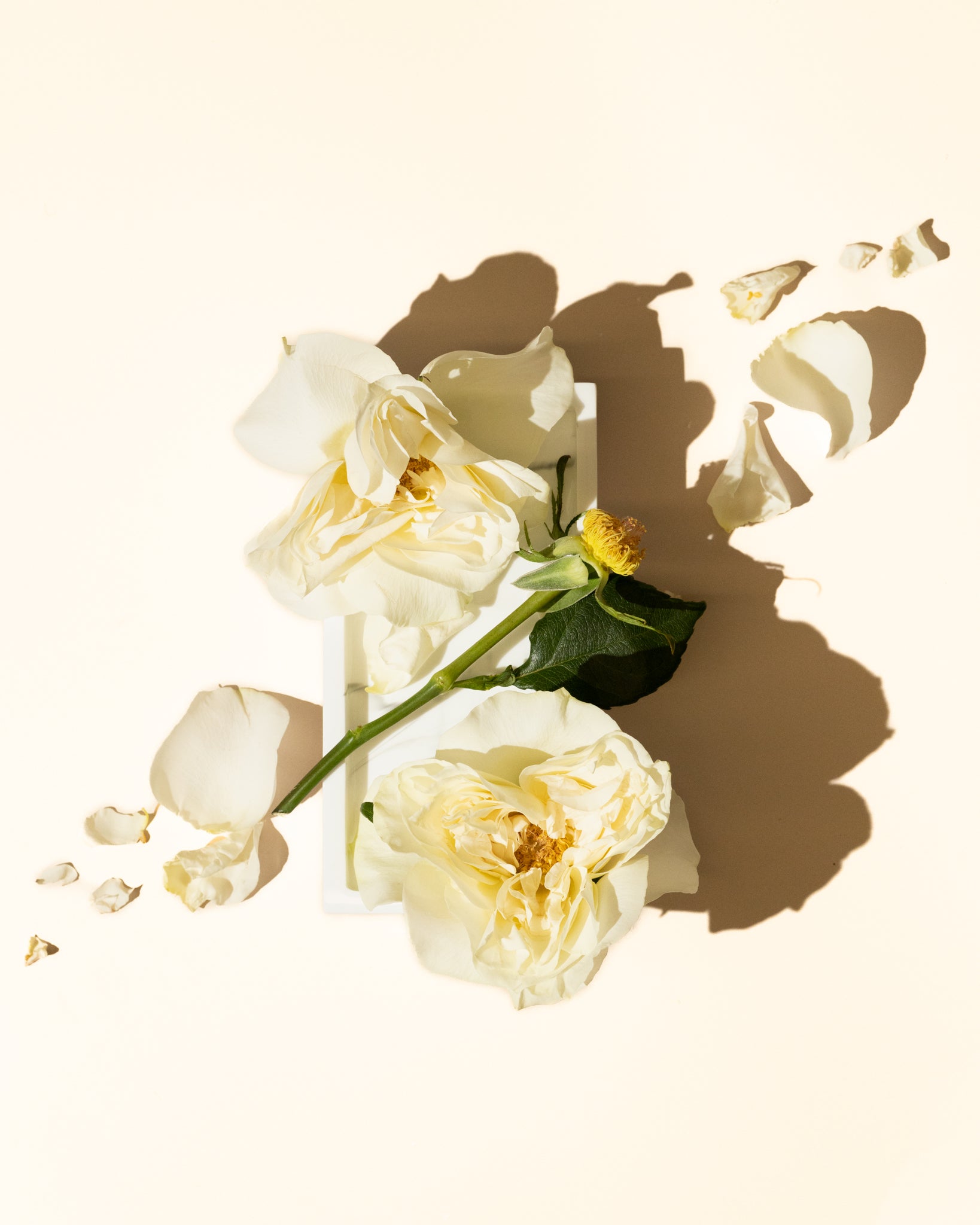 white gardenia accord - Makesy